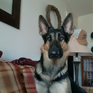 Meet your Posher, Troy